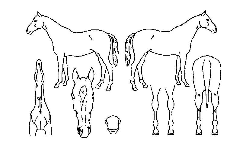 û���� ����,���,�޸�,�λ�,�ٸ��� Ư¡����