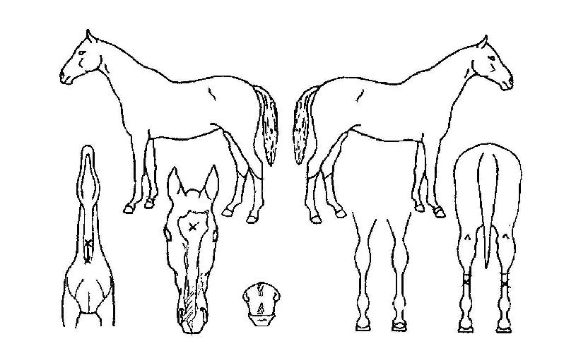 õ��������� ����,���,�޸�,�λ�,�ٸ��� Ư¡����