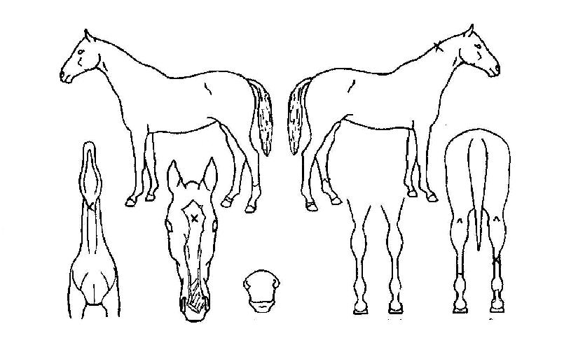 ±×·£µåÇdz¯·¹ÀÇ Ãø¸é,¿ì¸é,µÞ¸é,µÎ»ó,´Ù¸®ÀÇ Æ¯Â¡µµÇØ