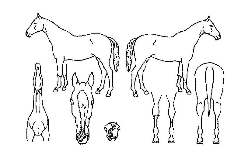 �ο����������� ����,���,�޸�,�λ�,�ٸ��� Ư¡����