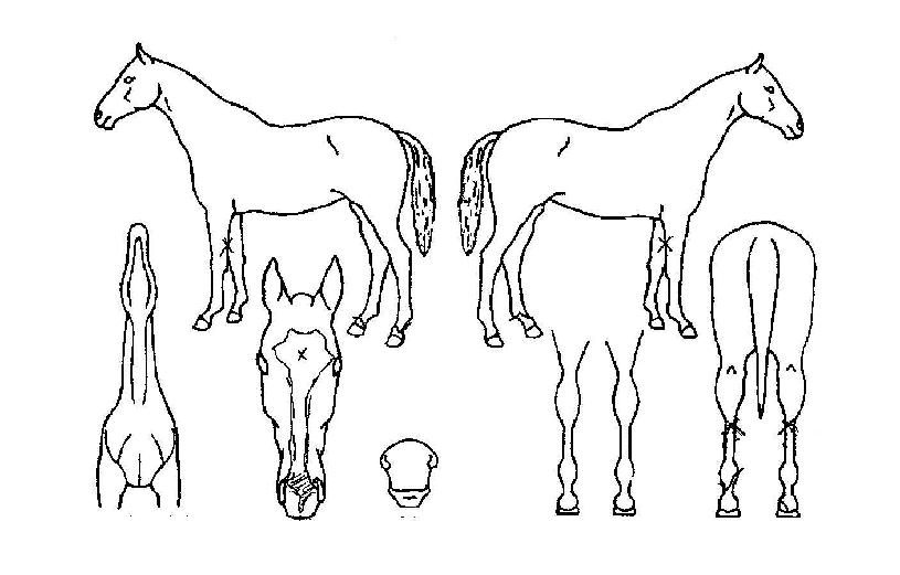 ±Ý³ë´ÙÁöÀÇ Ãø¸é,¿ì¸é,µÞ¸é,µÎ»ó,´Ù¸®ÀÇ Æ¯Â¡µµÇØ