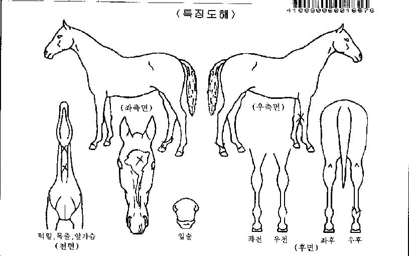 ¾î¸ÞÀÌ¡ÀÇ Ãø¸é,¿ì¸é,µÞ¸é,µÎ»ó,´Ù¸®ÀÇ Æ¯Â¡µµÇØ