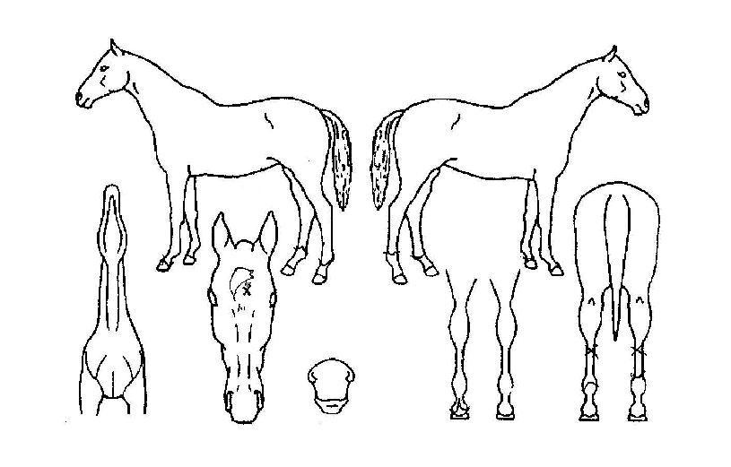 �ް��Ŀ��� ����,���,�޸�,�λ�,�ٸ��� Ư¡����