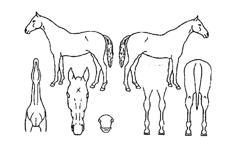 �۽�Ʈ��ġ�� ����,���,�޸�,�λ�,�ٸ��� Ư¡����