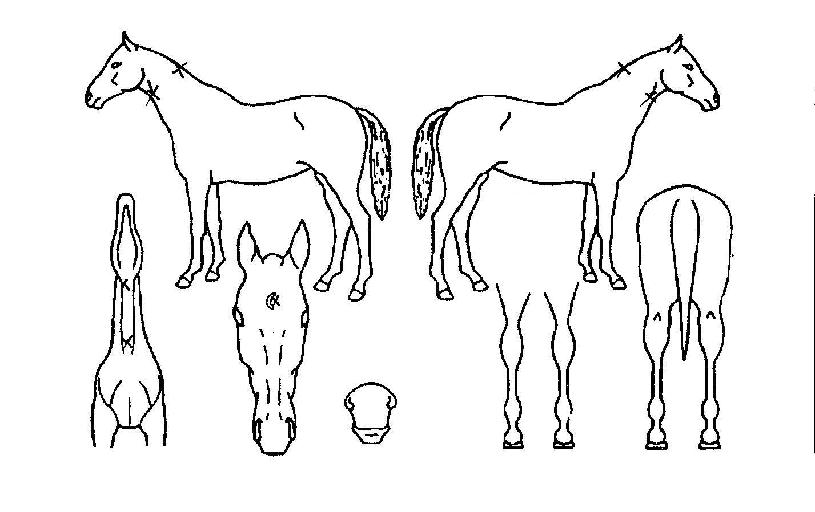 ½º¸¶Æ®½Ã´ëÀÇ Ãø¸é,¿ì¸é,µÞ¸é,µÎ»ó,´Ù¸®ÀÇ Æ¯Â¡µµÇØ