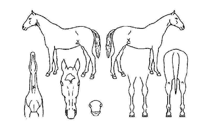 ºí·¢·¹À̵ðÀÇ Ãø¸é,¿ì¸é,µÞ¸é,µÎ»ó,´Ù¸®ÀÇ Æ¯Â¡µµÇØ