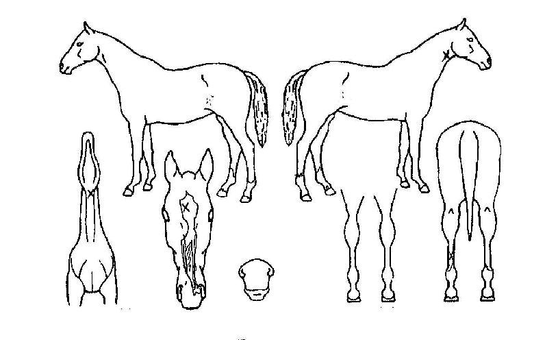 ÀíºûźÀÇ Ãø¸é,¿ì¸é,µÞ¸é,µÎ»ó,´Ù¸®ÀÇ Æ¯Â¡µµÇØ