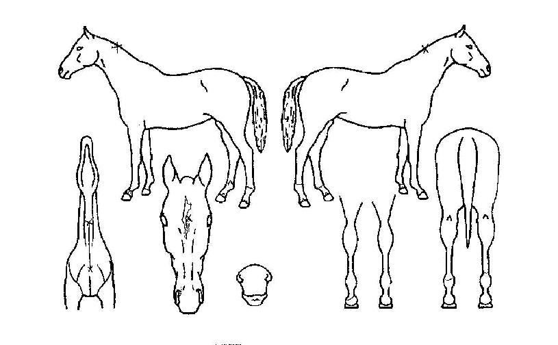 �����ο�ô��� ����,���,�޸�,�λ�,�ٸ��� Ư¡����