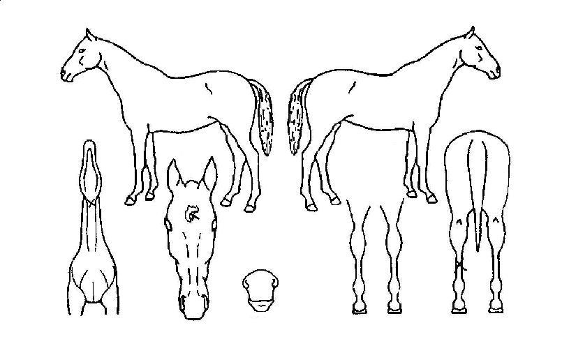 ½Å¹Ù¶÷ÀÇ Ãø¸é,¿ì¸é,µÞ¸é,µÎ»ó,´Ù¸®ÀÇ Æ¯Â¡µµÇØ