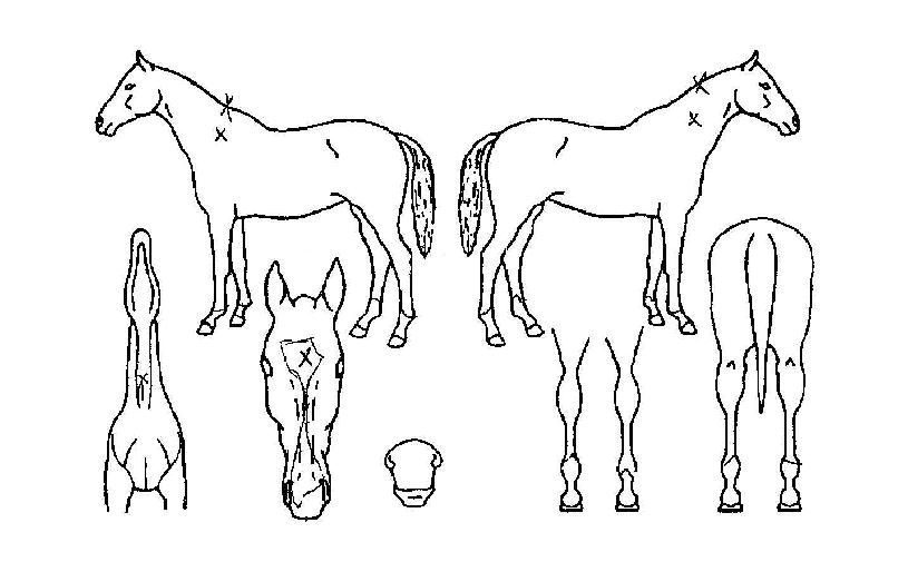 ÄËÁöÀÇ Ãø¸é,¿ì¸é,µÞ¸é,µÎ»ó,´Ù¸®ÀÇ Æ¯Â¡µµÇØ