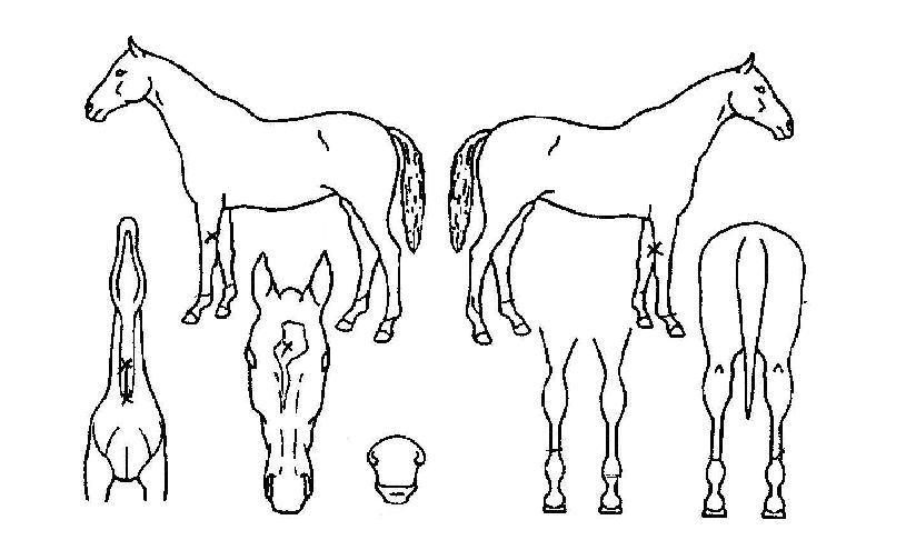 ¾Æ¸£Ç×°¡ÀÌÀÇ Ãø¸é,¿ì¸é,µÞ¸é,µÎ»ó,´Ù¸®ÀÇ Æ¯Â¡µµÇØ