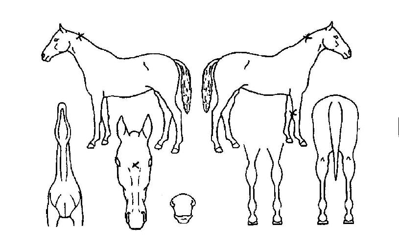 ������ ����,���,�޸�,�λ�,�ٸ��� Ư¡����