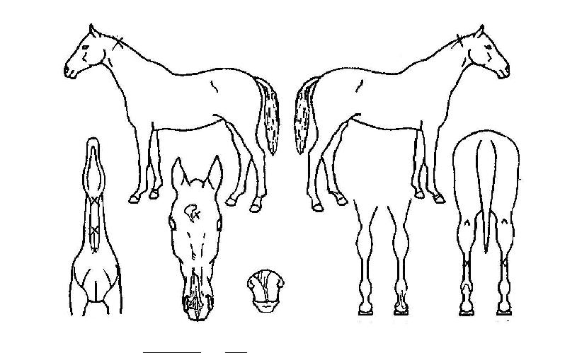 ��������� ����,���,�޸�,�λ�,�ٸ��� Ư¡����