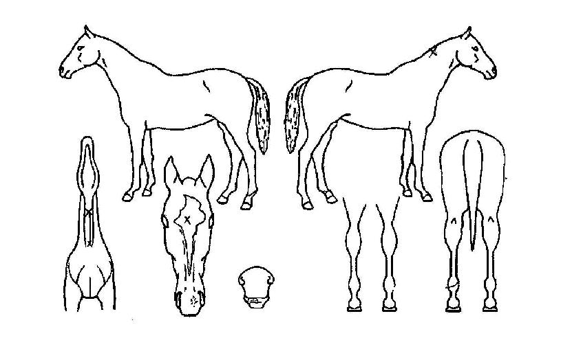 žĿ¸à´õÀÇ Ãø¸é,¿ì¸é,µÞ¸é,µÎ»ó,´Ù¸®ÀÇ Æ¯Â¡µµÇØ