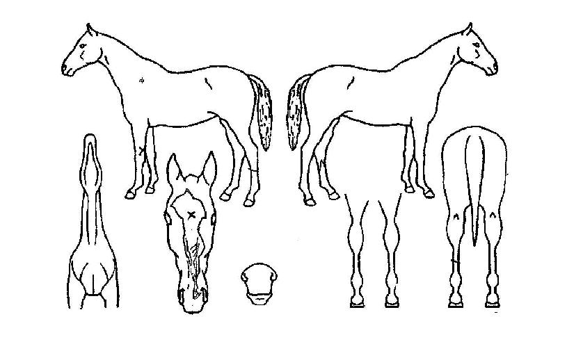 ������������ ����,���,�޸�,�λ�,�ٸ��� Ư¡����