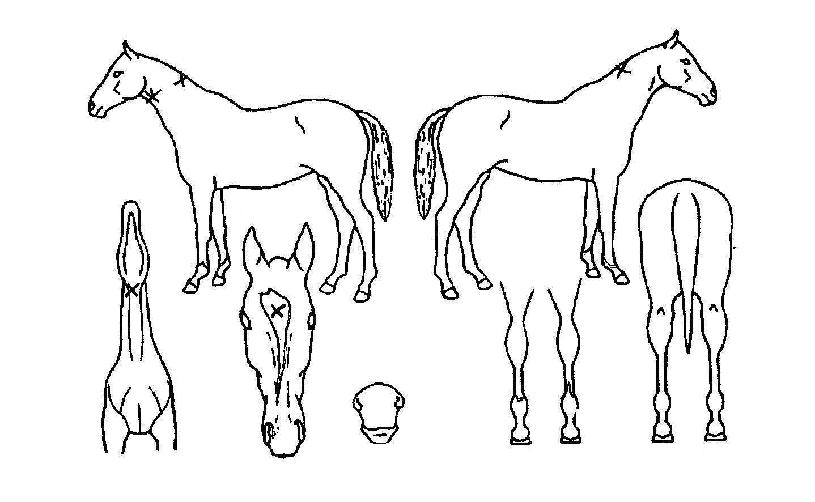 ���������� ����,���,�޸�,�λ�,�ٸ��� Ư¡����