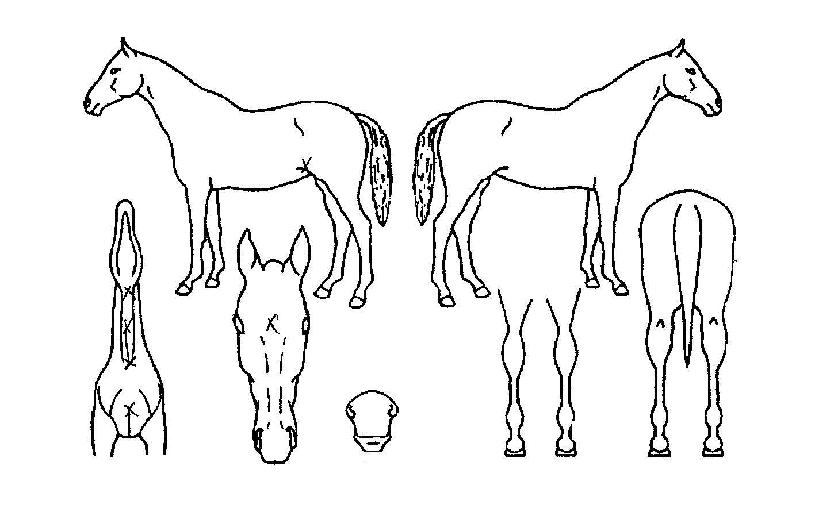 ������ǳ�� ����,���,�޸�,�λ�,�ٸ��� Ư¡����