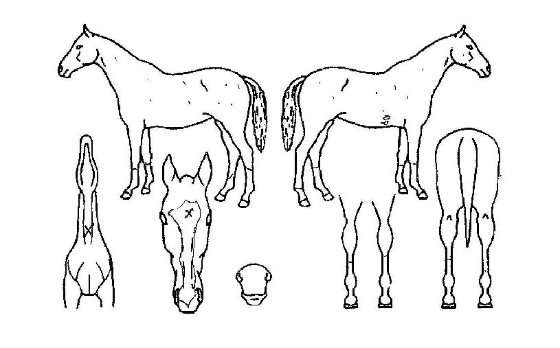 �̽�ǻ���� ����,���,�޸�,�λ�,�ٸ��� Ư¡����