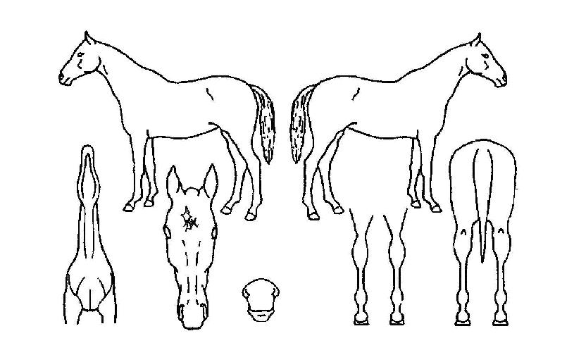 ������ŷ�� ����,���,�޸�,�λ�,�ٸ��� Ư¡����