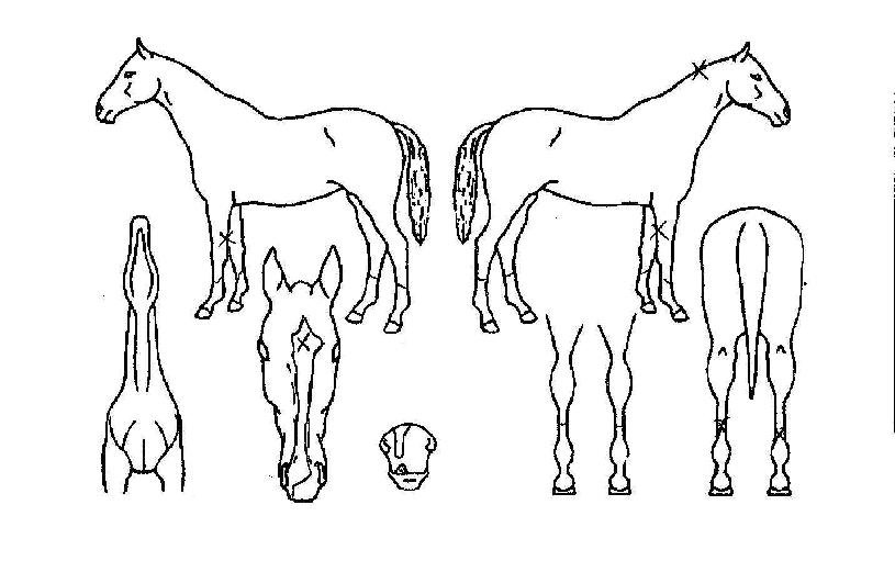 ��ٷ������� ����,���,�޸�,�λ�,�ٸ��� Ư¡����