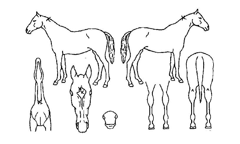 ����è�Ǿ��� ����,���,�޸�,�λ�,�ٸ��� Ư¡����