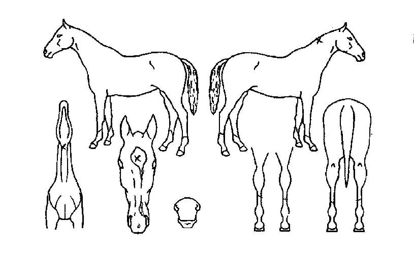 ���ǵ��谨�� ����,���,�޸�,�λ�,�ٸ��� Ư¡����