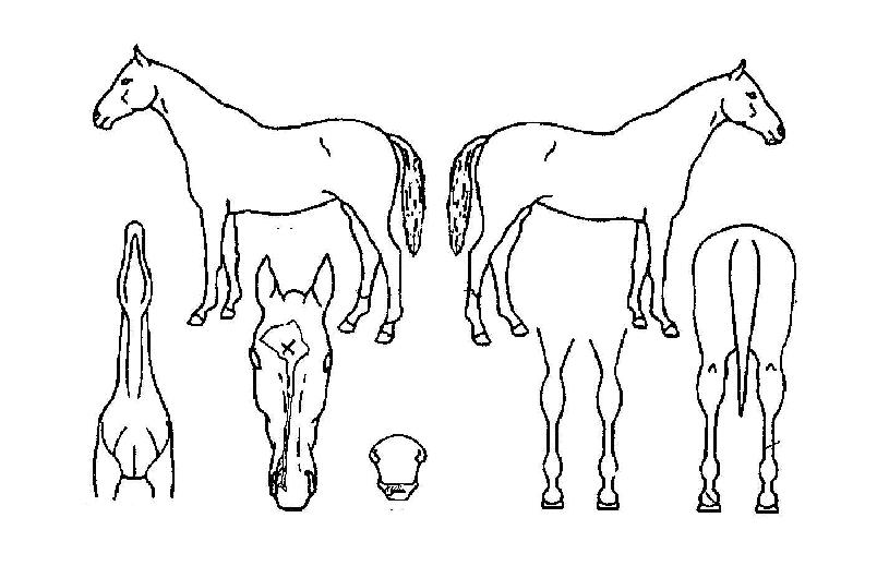 ÄÉÀ̺¸½ºÀÇ Ãø¸é,¿ì¸é,µÞ¸é,µÎ»ó,´Ù¸®ÀÇ Æ¯Â¡µµÇØ