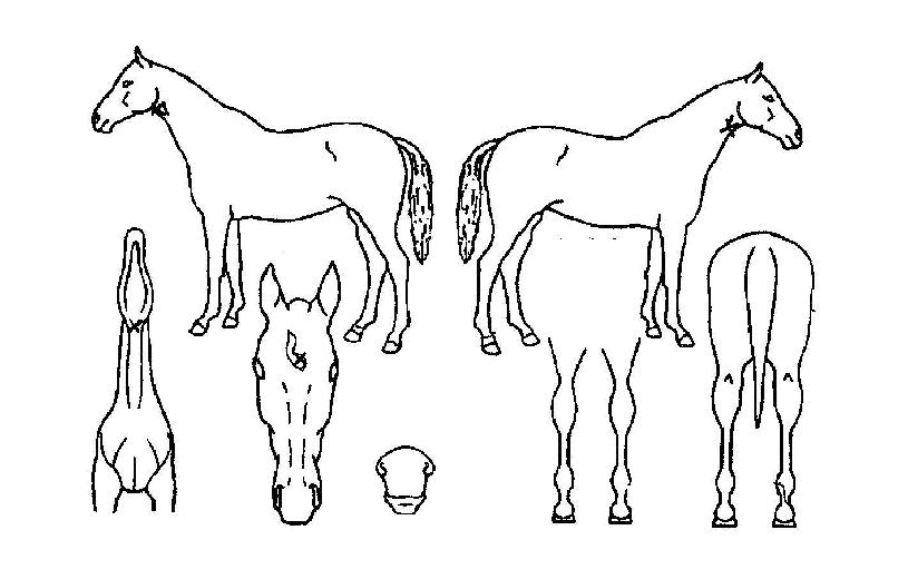 ������� ����,���,�޸�,�λ�,�ٸ��� Ư¡����