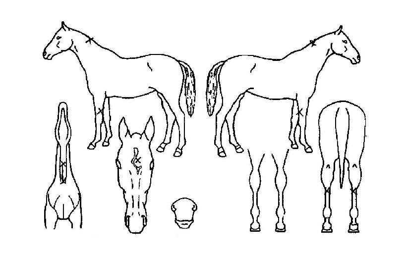 ���������� ����,���,�޸�,�λ�,�ٸ��� Ư¡����