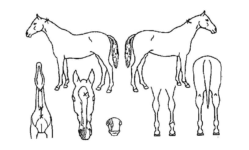 ¸¶ÀÌ¿þÀÌÀÇ Ãø¸é,¿ì¸é,µÞ¸é,µÎ»ó,´Ù¸®ÀÇ Æ¯Â¡µµÇØ