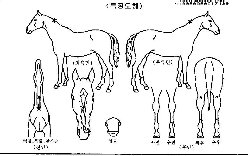 ���ﰭǳ�� ����,���,�޸�,�λ�,�ٸ��� Ư¡����