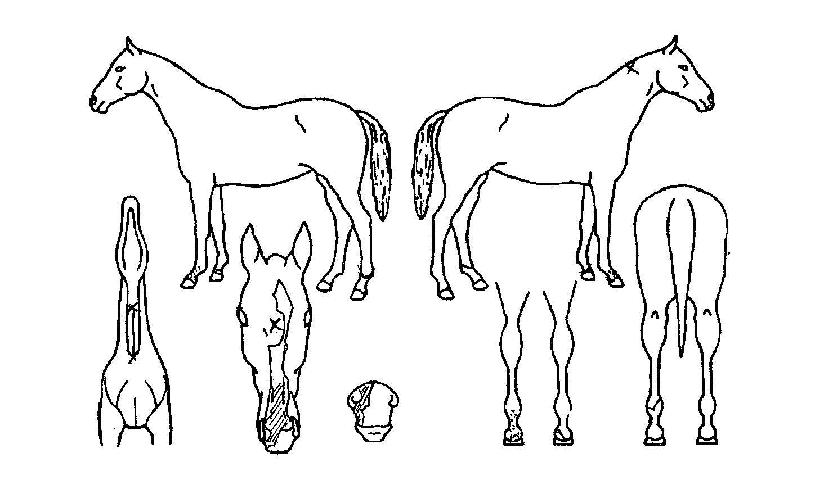 ¹«ÀûÀÚÀÇ Ãø¸é,¿ì¸é,µÞ¸é,µÎ»ó,´Ù¸®ÀÇ Æ¯Â¡µµÇØ