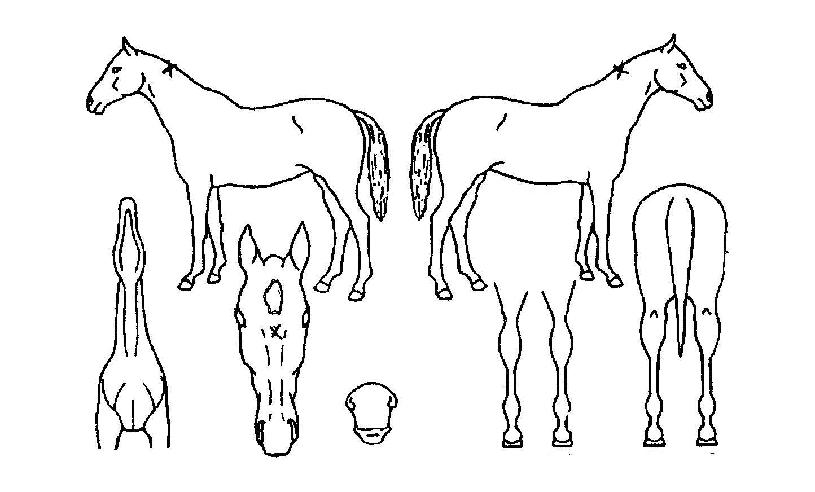 µµ¸®¹ðÀÌÀÇ Ãø¸é,¿ì¸é,µÞ¸é,µÎ»ó,´Ù¸®ÀÇ Æ¯Â¡µµÇØ