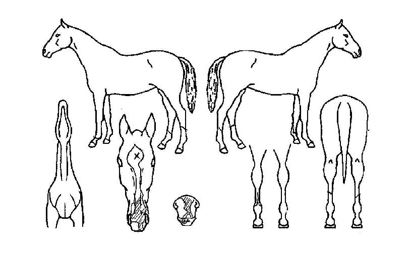 ��õ����� ����,���,�޸�,�λ�,�ٸ��� Ư¡����