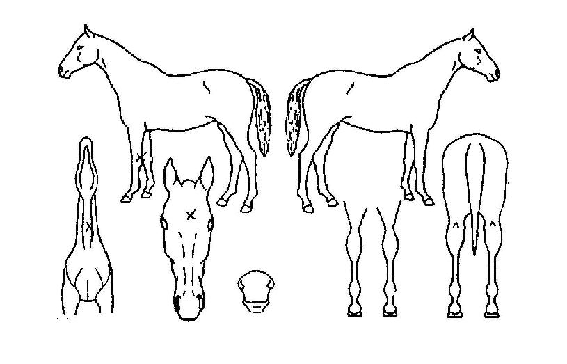 ��������Ʋ���ڸ��� ����,���,�޸�,�λ�,�ٸ��� Ư¡����