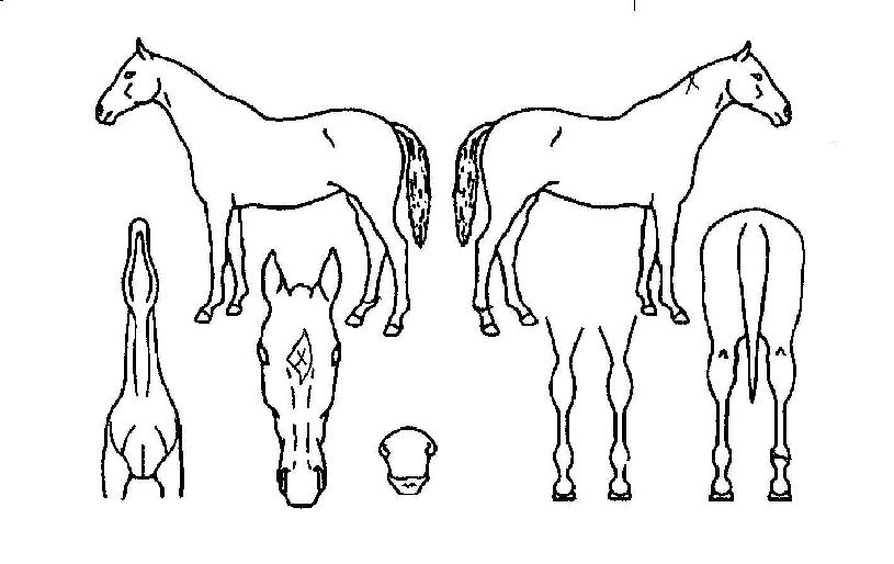 ¾ÆÀÌ·¯ºê¼ÛÀÇ Ãø¸é,¿ì¸é,µÞ¸é,µÎ»ó,´Ù¸®ÀÇ Æ¯Â¡µµÇØ