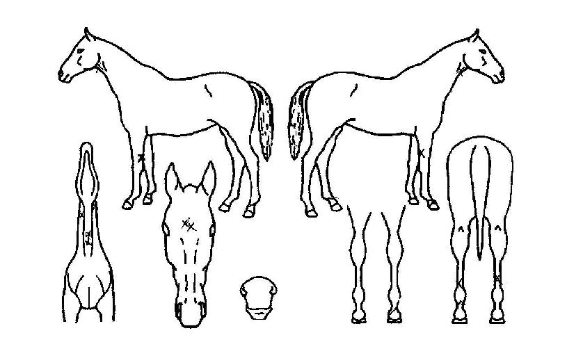 ����������� ����,���,�޸�,�λ�,�ٸ��� Ư¡����