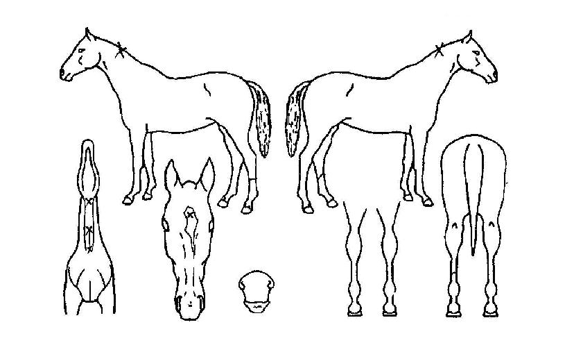 �𵨿����Ƽ�� ����,���,�޸�,�λ�,�ٸ��� Ư¡����