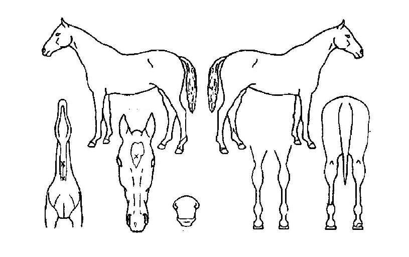 ���̹��̺����� ����,���,�޸�,�λ�,�ٸ��� Ư¡����