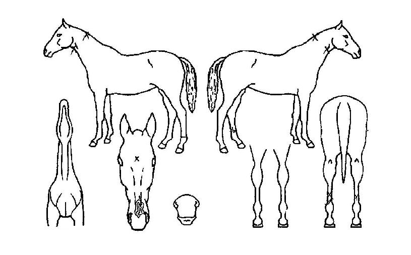 ÇØÇǹÙÀÌ·¯½ºÀÇ Ãø¸é,¿ì¸é,µÞ¸é,µÎ»ó,´Ù¸®ÀÇ Æ¯Â¡µµÇØ