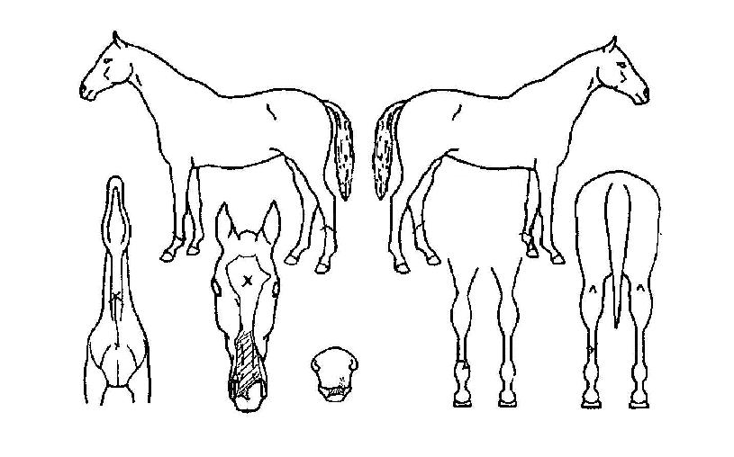 ���ΰ�ȣ�� ����,���,�޸�,�λ�,�ٸ��� Ư¡����