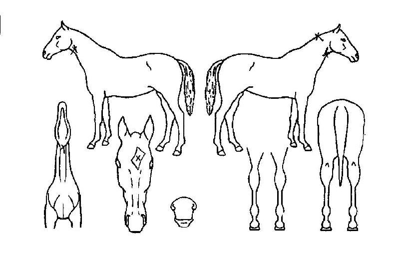 ¶óÀÌ¡º¸½ºÀÇ Ãø¸é,¿ì¸é,µÞ¸é,µÎ»ó,´Ù¸®ÀÇ Æ¯Â¡µµÇØ