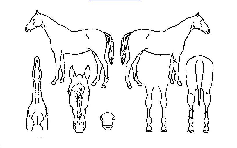 ���ϳ��� ����,���,�޸�,�λ�,�ٸ��� Ư¡����