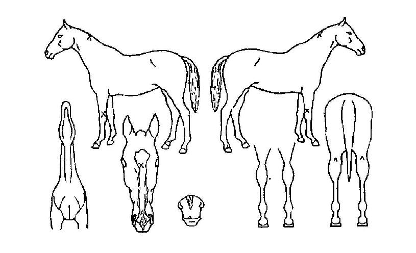 ĭ�ǲ��� ����,���,�޸�,�λ�,�ٸ��� Ư¡����