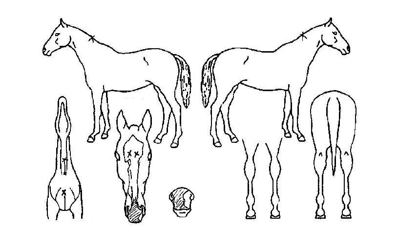 ¿îÇØÀÇ Ãø¸é,¿ì¸é,µÞ¸é,µÎ»ó,´Ù¸®ÀÇ Æ¯Â¡µµÇØ