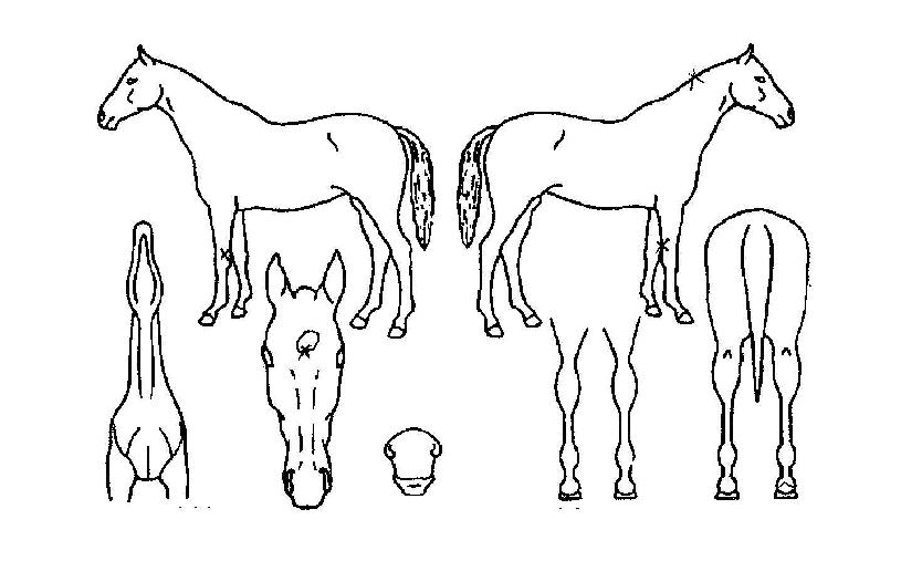 õ�ϴ뼼�� ����,���,�޸�,�λ�,�ٸ��� Ư¡����