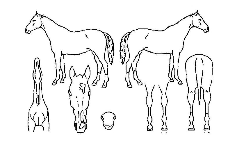 �ֵ�Ʈ����ڸ��� ����,���,�޸�,�λ�,�ٸ��� Ư¡����