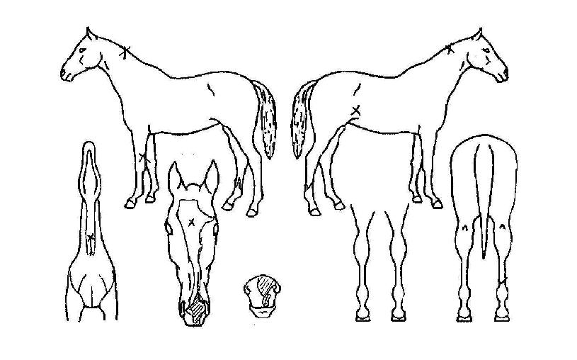 ��ǳ�� ����,���,�޸�,�λ�,�ٸ��� Ư¡����