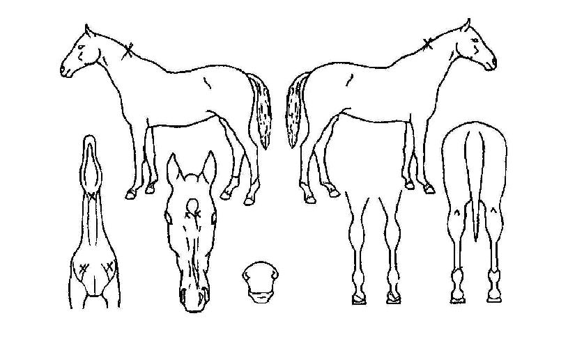 ���̸�ġ�� ����,���,�޸�,�λ�,�ٸ��� Ư¡����