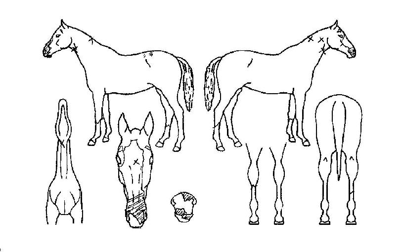 Ǫ�����ϼ��� ����,���,�޸�,�λ�,�ٸ��� Ư¡����